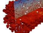 Numerical model of red blood cells flowing through a channel